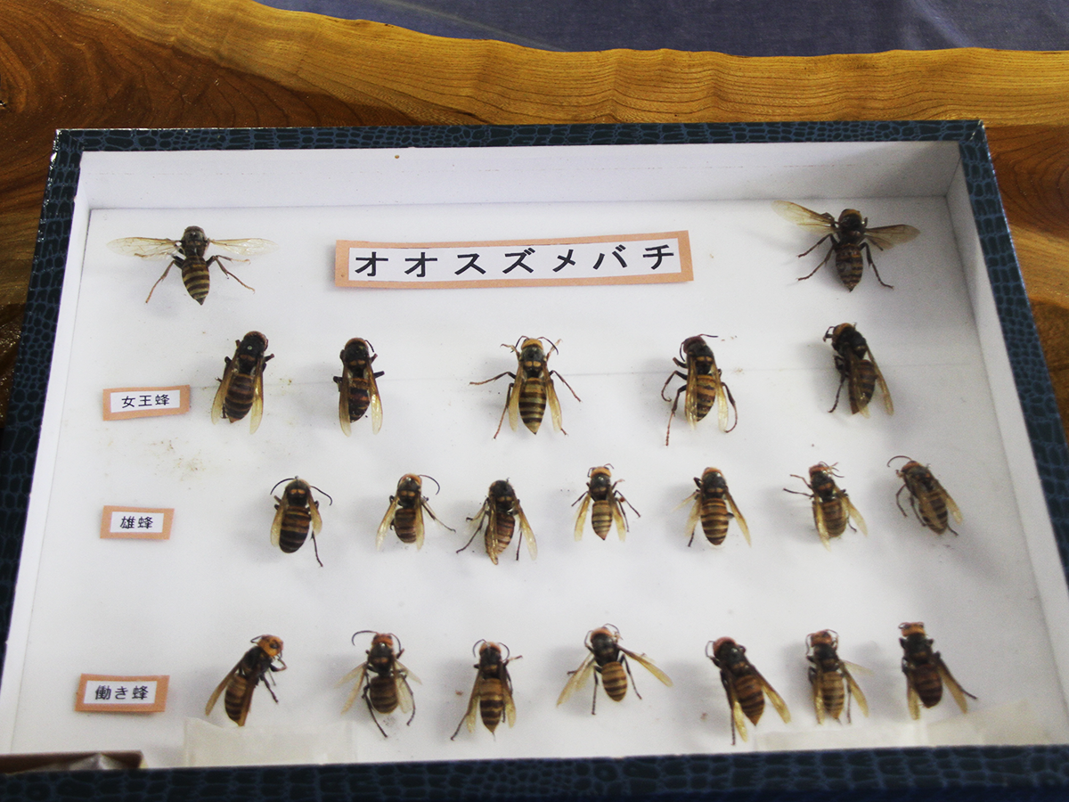 スズメバチの標本の写真１