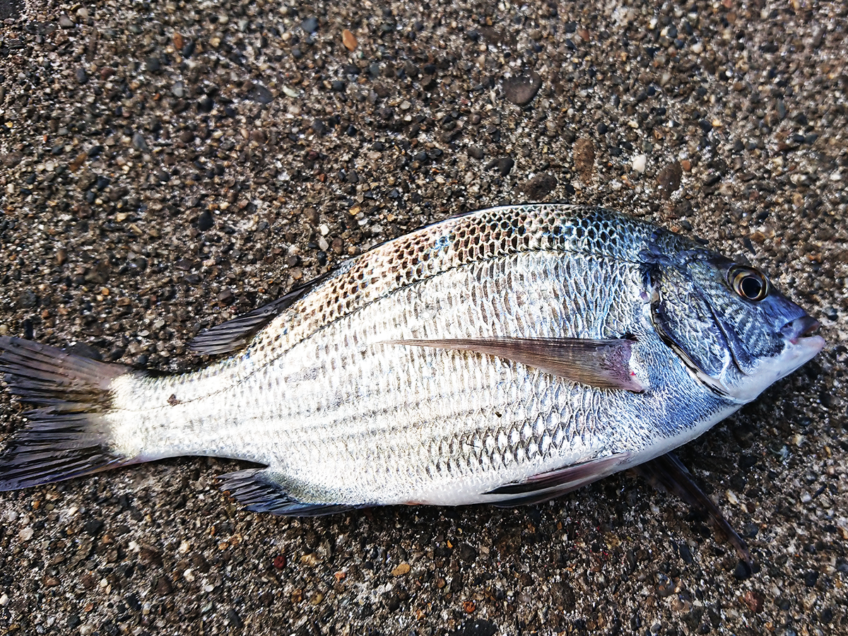 那珂湊港で秋の爆釣り 17年 カイズ セイゴにウミタナゴ